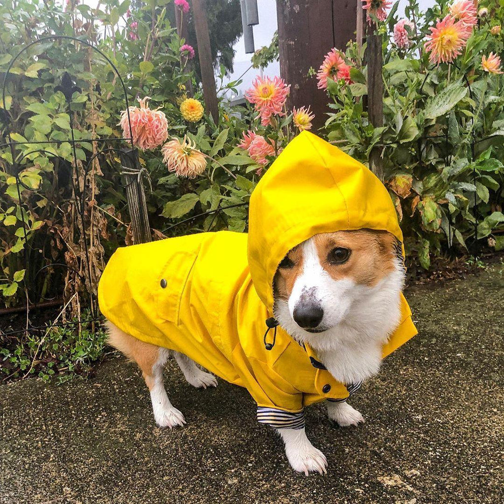 Classic British Style Dog Raincoat - Stylish And Functional Pet Clothes For Rainy Days